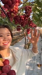 Grape harvest fresh from vineyard... 😎 #satisfying #fruitlover #harvesting | Natural and Fruit