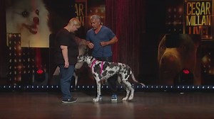 For the first time ever get Cesar’s TV special, Cesar Millan: Viva Las Vegas, available to stream or download. Watch Cesar help real dog owners address common behavior issues, live on stage! | Cesar Millan