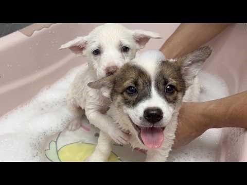Two Abandoned Puppy Brothers Take Their First Bath Together… A Heartwarming Moment 🥺❤️