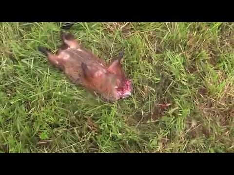 53gr Varmageddon Vs. Woodchucks - Savage 110 Varmint 22-250