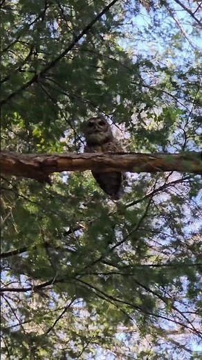 Spotted Owl Hooting, See Its Nest! ‪@OldSoulOutdoors‬ #wildlife #owl #owlsounds #hunting #herping