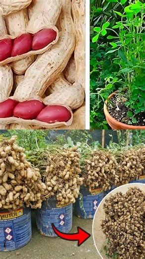 How to Grow Peanuts in Soil from Store-Bought Nuts | Wise Grandma's Advice | Facebook
