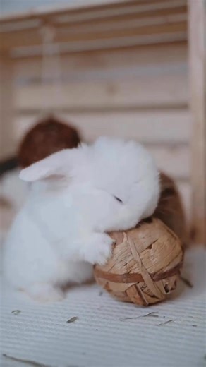 Good morning! May your day be filled with good thoughts, kind people, and happy moments. Follow @rabbitslove4ever 💕❤️ Credit: @huggablebuns 🥰 | Rabbits Unity