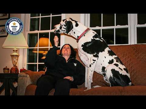 Connecticut Great Dane is world's tallest female dog