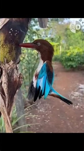 🌿🕊️ "చెట్లలో ఇరుక్కుపోయే కింగ్‌ఫిషర్ రహస్యం ఏమిటి?"