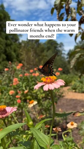 Eden Brothers Gardening: Seeds & Bulbs on Instagram: "Those summer moments with butterflies drifting between blooms and hummingbirds hovering by happen because pollinators have what they need year-round. A little winter prep now helps ensure they return. 🦋🐝 Beneath leaves, inside hollow stems, and even at your feeders, bees, butterflies, beneficial insects, and some hummingbirds are overwintering and relying on safe shelter and steady nectar to make it through the cold. Here is how you can hel