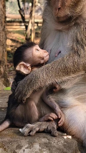 Love the tip of the knife.😋 #monkey #wildlife #babymonkes | Monkey Camp