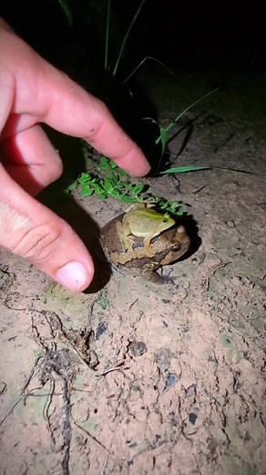 TEP LONGHENG FUNNY នៅលើ TikTok