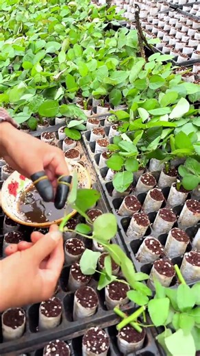 Horticulture: Starting New Plants from Stem Cuttings