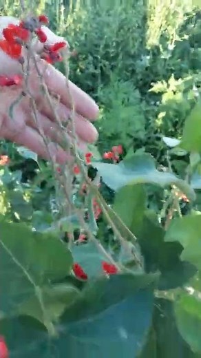 How to hand pollinate beans if there are no bees around.