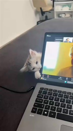 Cuddle Kitty on Instagram: "In Japan, researchers are using smart walkways to turn everyday activities into clean energy 4. These roads are embedded with special piezoelectric material that can collect kinetic energy from pedestrians' footsteps. When people walk, run or jump, the road surface is slightly deformed, creating mechanical pressure. Piezoelectric crystals convert this pressure into electrical energy. This energy can be used to illuminate street lights, power public displays, and even