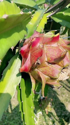 Alamin Sorkar on TikTok