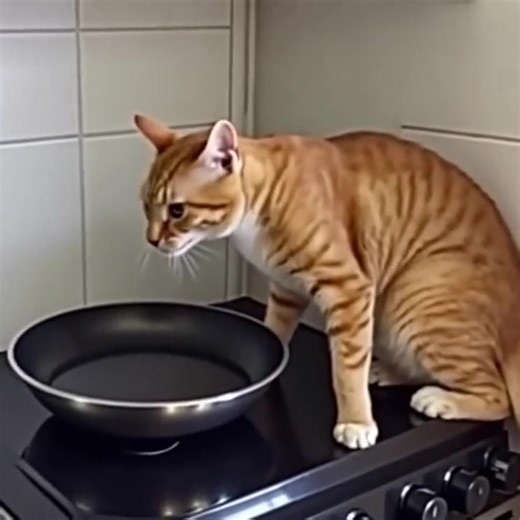 2.9K views | The cat wouldn’t stop screaming in the kitchen—and his...