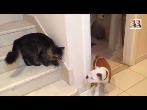 Cats Slapping Challenge – Funny Cat Moments Part 1
