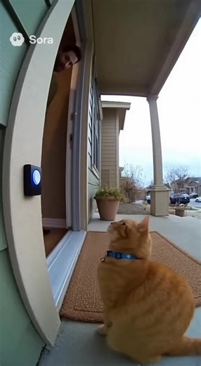 Cat explosion 😱 #fyp #funny #cat #viral #sora | cats