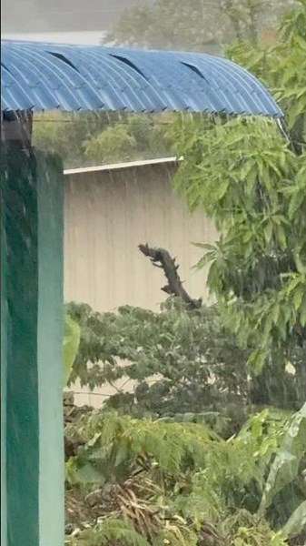 #rain #relaxingsounds #rainoundforsleep #naturesounds #raininap