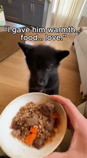 “The Wolf They Abandoned… Became Their Savior”#WolfRescue#AnimalLove#SadShorts#HeartTouching#wolfs