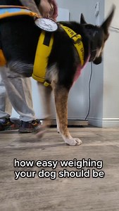 2.2K views · 744 reactions | There should be no struggling or forcing your dog in the scale 臘 | Dogs on the Farm | Facebook