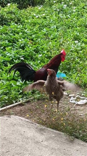 Flocking free ♥️ #chicken #animallife #video #youtubeshorts #nature #viralvideo #reels #feed #bird