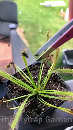 Fly Vs. Carnivorous Plant timelapse (Sundew) - Drosera capensis "alba"
