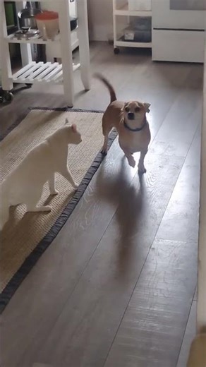mean cat attacks dog #littledog #cat