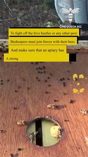 To fight off the hive beetles or any other pest, beekeepers must join forces with their bees and..
