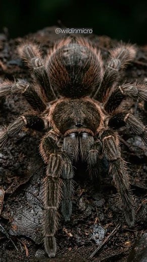 This Is the Largest Spider on Earth Up Close