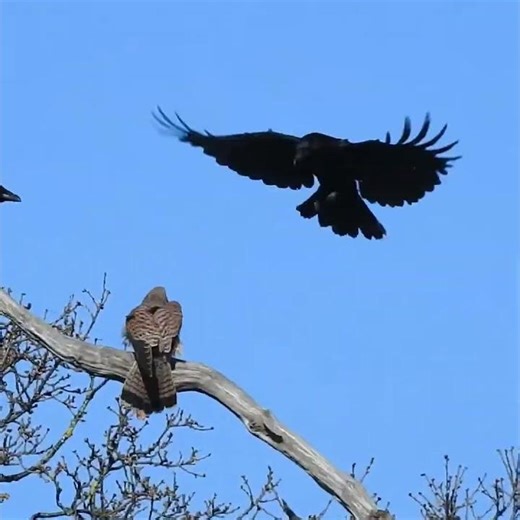 Crows Mob A Kestrel… Wait For The Impact 😳