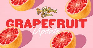 Bee Sweet Citrus' Keith Watkins Talks Star Ruby Grapefruit