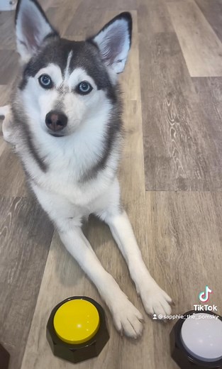 😂😂😂 #britneyspears #husky #pomsky #Dog #Dogs #Dogstagram #DogsOfInstagram #InstaDog #InstagramDogs #Pet #Petstagram #DogOfTheDay #DogLover #Dogs_of_Instagram #DogSitting #ILoveMyDog #LoveDogs #DogsAndPals #MyDog #DogsCorner #DogsOfIG #Doggy #dogslife | Sapphie_the_pomsky