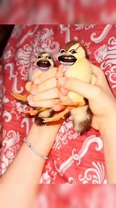 Funny Duck Reaction 🤣 . . . . Promise, u'll never regret after following The video clips and music use in this edit are solely the property of their respective owners. I do not claim any ownership of this video. This clip as well as the music are used only for recreational and entertainment purpose. DM for Credit/Removal. #concert #viralvideochallenge #everyonefollowers #views1m #explorepage #exploremore #everyone #everyonehighlights #everyoneactive #memes #memesdaily #memepage #follower #beaut