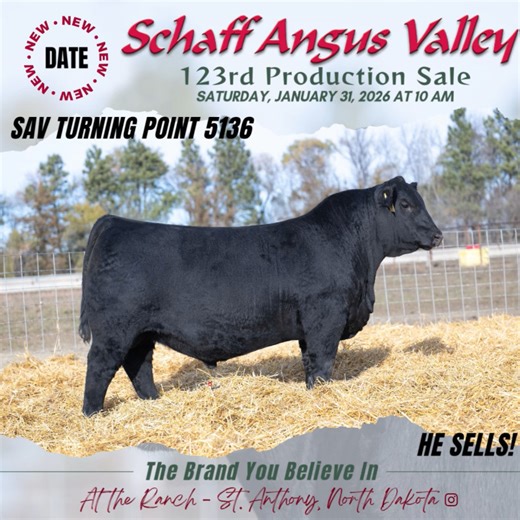 📅 New Date – January 31, 2026 Schaff Angus Valley’s 123rd Production Sale 📍 At the Ranch | St. Anthony, ND | ⏰ 10 a.m. Selling 550 registered bulls & females, backed by generations of proven maternal performance. Volume selection, free delivery, and genetics built for real-world profitability. The brand you believe in. More info & Request Catalog: https://bit.ly/4j3V0rb | Livestock Digital