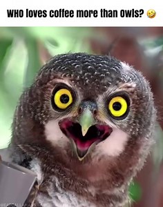 3.2K views · 53 reactions | 1950 Originals on Reels | Facebook