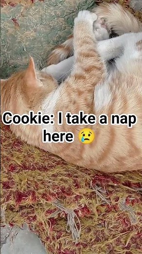 Hilarious Cat Crying That Will Make You Laugh Out Loud 😹🔥 | Must Watch! #shorts