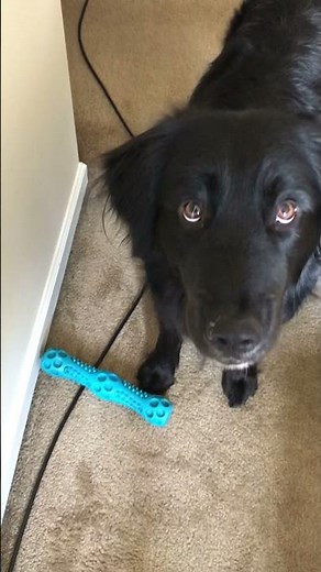 Border Collie Golden Retriever Cuteness Overload 😍😍