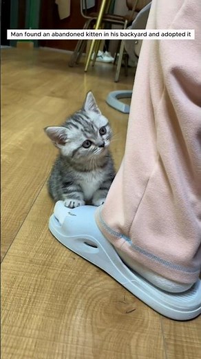 We found an abandoned baby kitten… and chose to take care of her