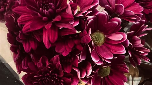 Discover Stunning Flower Varieties for Your Garden