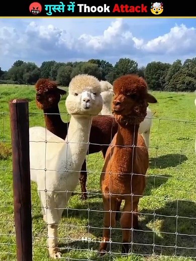 Llamas 😳 Shocking Spit Attack 🦙 #animalfacts