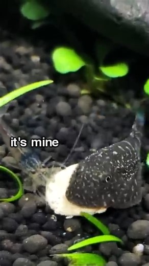 Chris Wang on Instagram: "check out @hytebrand they make some awesome PC cases that really impressed me . . . #fish #fishtank #fishkeeping #PC #pccase #pcbuild #matcha #hyte #aquarium #betta #plantedtank #aquascape #petfish #aquariumhobby #aquariumlife"