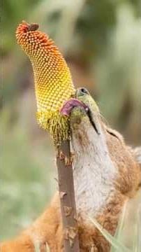 The Rarest Wolf on Earth is... A Pollinator?!