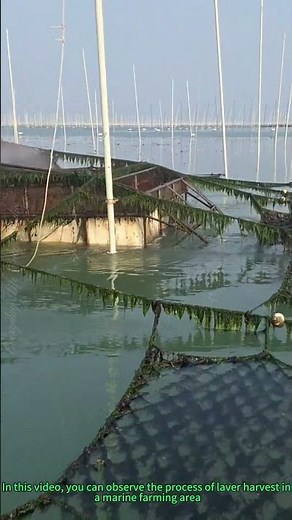 Laver Harvest: Traditional Seaweed Collection in Marine Farming & Aquaculture Wisdom