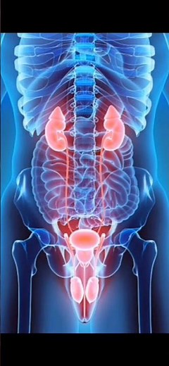 L'infection urinaire chez les hommes, les symptômes associés à cette maladie.