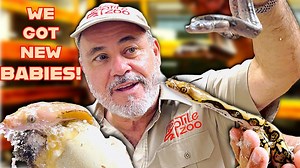 Opening python eggs!🐍😍 Amazing baby snake patterns revealed🤯