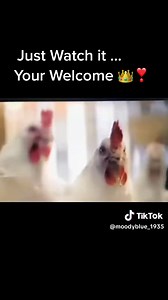 892K views · 14K reactions | Weekend Happy Dance #FacebookPage #chicken #dance #elvispresley #elvis #Tiktok | Gifs, Vids & Music Etc | Facebook
