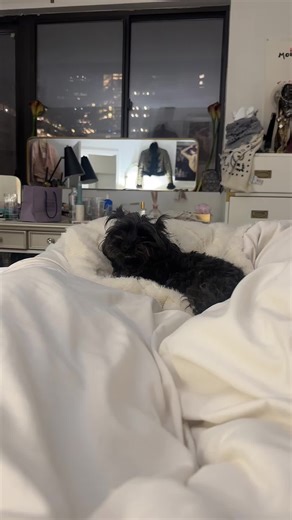 But Seriously (@secretlife.com)’s videos with original sound - Theodore 🐾