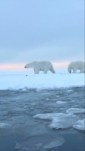 Polar bear cub, doing his best to keep up | polar bears Kaktovik 2027 #polarbears #anwr