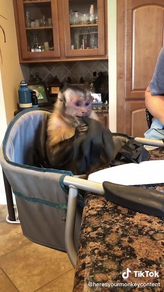 George 😂 #george #georgieboy #monkey