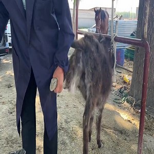 5.6K views · 32 reactions | Rescue the poor baby donkey | Animals | Facebook