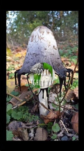 The Shaggy Mane: Nature’s Alchemist.#shaggymane#medicinalmushrooms#shortvideo