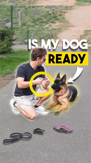 Here’s a rough idea of how I pick the right tool for a dog. This is not set in stone, for every dog is different, but these are usually the tools that I end up using with dogs of different sizes. - Click the link in my bio to grab an NCA Slip Lead. I designed these myself with everything that makes a slip lead work, and nothing that doesn’t. - You can also click the link in my bio to get a discount on your HS Prong Collar. If your dog is under 66lbs, go for the 2.25mm, and if they are over, go f
